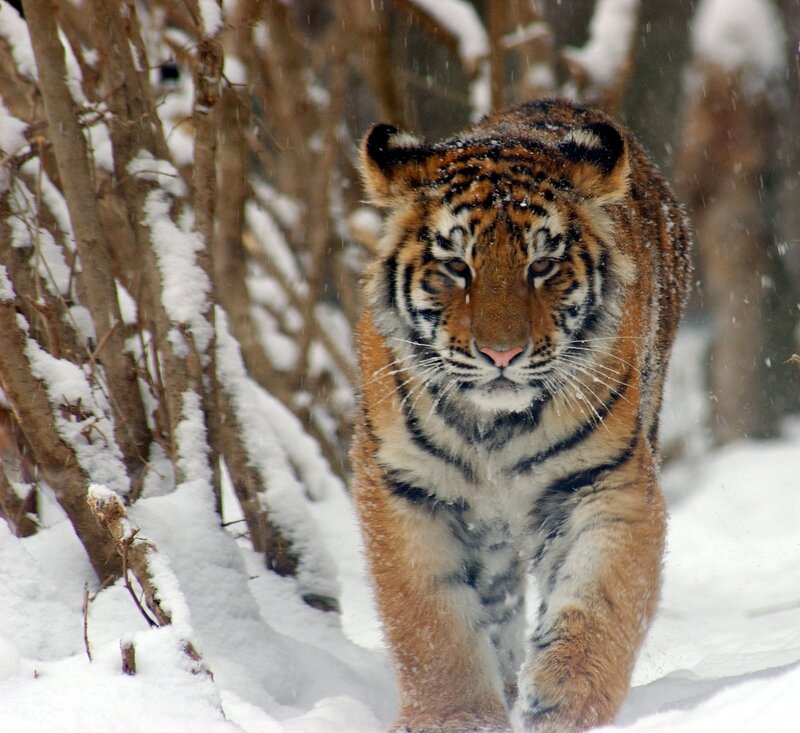Tiger in Snow — Brown, Intense