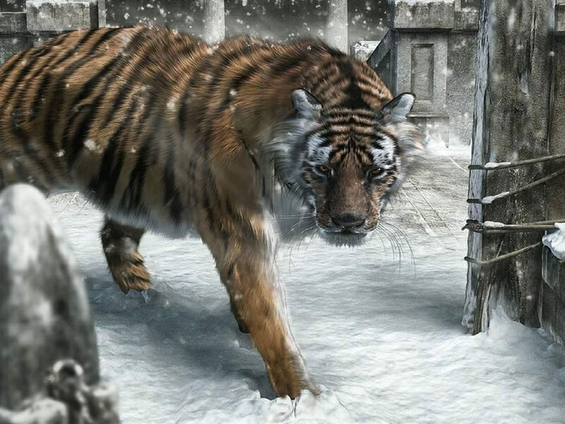 Tiger in Snow — Brown