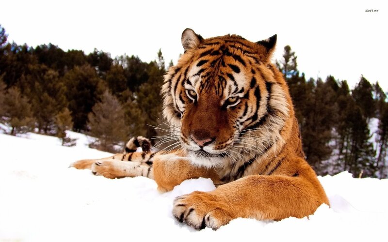 Tiger in Snow — Calm, Forest