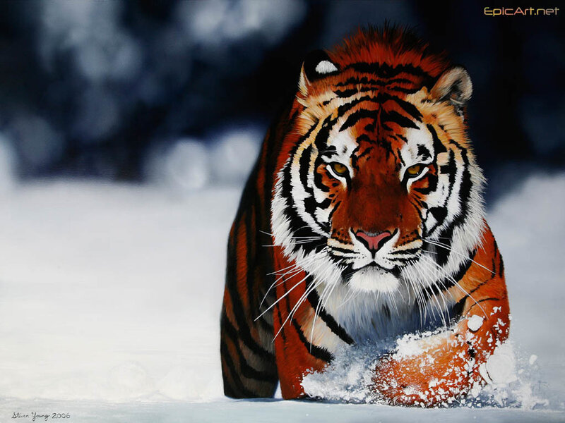 Tiger in Snow — Dramatic, Winter