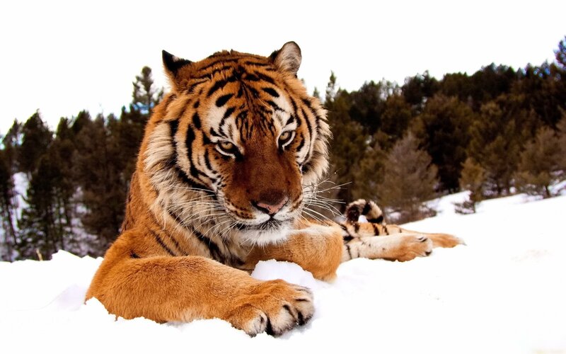 Tiger in Snow — Forest