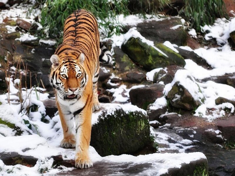 Tiger in Snow — Orange, Alert
