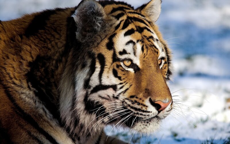 Tiger in Snow — Orange, Alert, Winter, Photograph