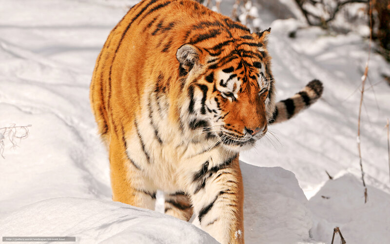 Tiger in Snow — Orange, Alert, Winter, Photograph, Trees