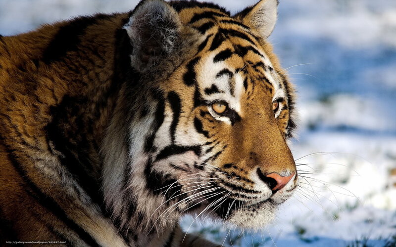 Tiger in Snow — Orange, Alert, Winter, Photograph, Whiskers