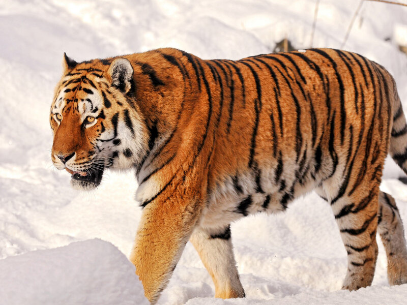 Tiger in Snow — Orange, Alert, Winter