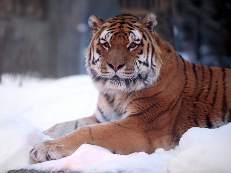 Tiger in Snow — Orange, Calm, Winter, Photograph, Forest