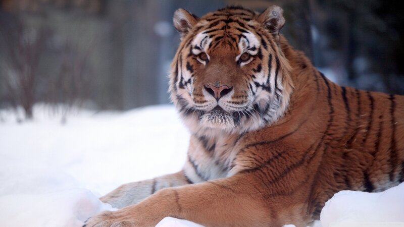 Tiger in Snow — Orange, Calm, Winter, Photograph, Forest, White, Black