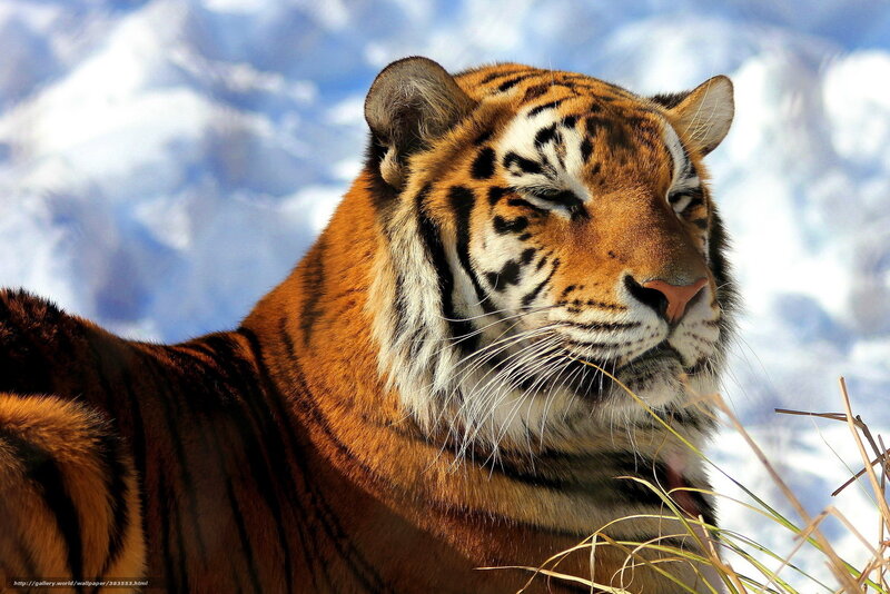 Tiger in Snow — Orange, Calm, Winter, Photograph, Grass