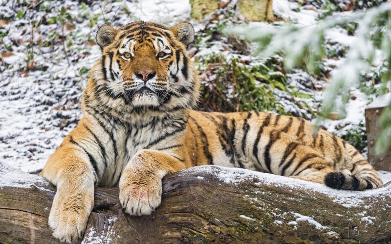 Tiger in Snow — Orange, Calm, Winter, Photograph, Log