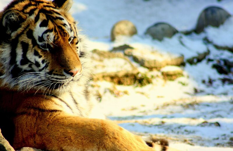 Tiger in Snow — Orange, Calm, Winter, Photograph, Rocks