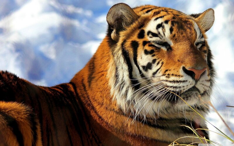 Tiger in Snow — Orange, Calm, Winter, Photograph, Sky