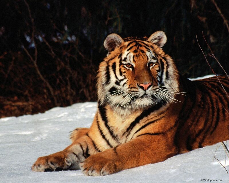Tiger in Snow — Orange, Calm, Winter, Photograph