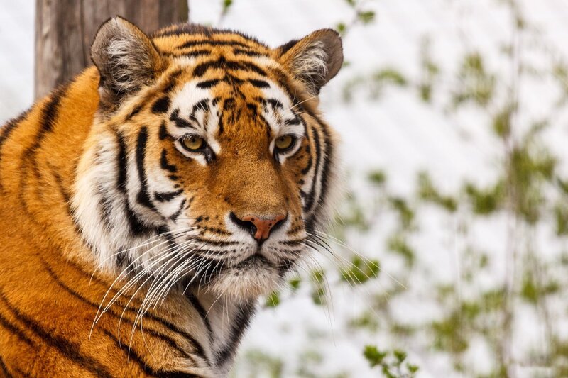 Tiger in Snow — Orange, Calm, Winter, Photograph, Tree