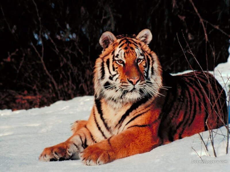 Tiger in Snow — Orange, Calm, Winter, Photograph, Trees, Branches, Black, White