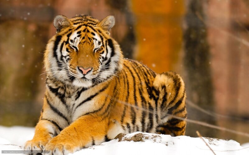 Tiger in Snow — Orange, Calm, Winter, Photograph, Trees, Branches