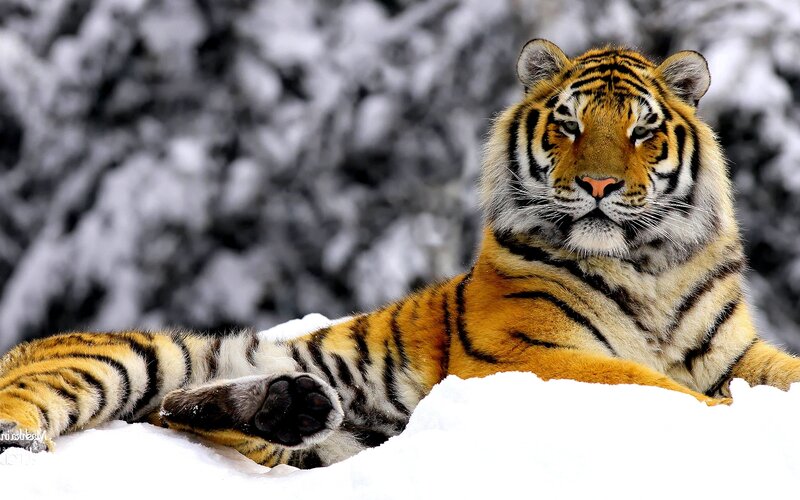 Tiger in Snow — Orange, Calm, Winter, Photograph, Trees