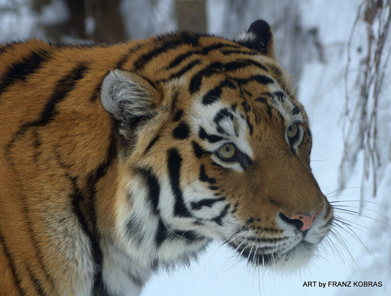 Tiger in Snow — Orange, Calm, Winter, Photograph, Trees, Whiskers