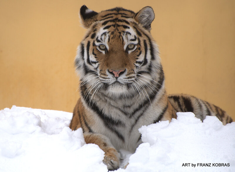 Tiger in Snow — Orange, Calm, Winter, Photograph, Wall