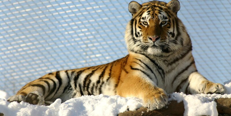Tiger in Snow — Orange, Calm, Winter