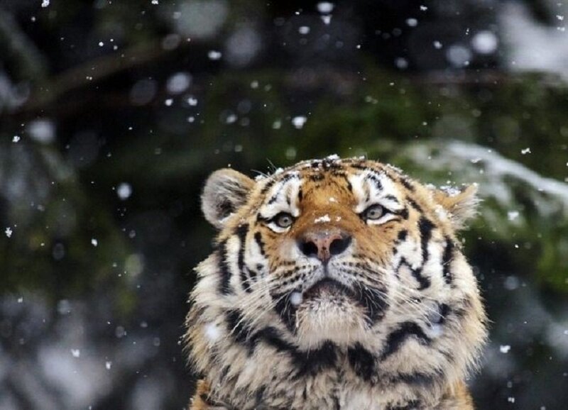 Tiger in Snow — Orange, Cold