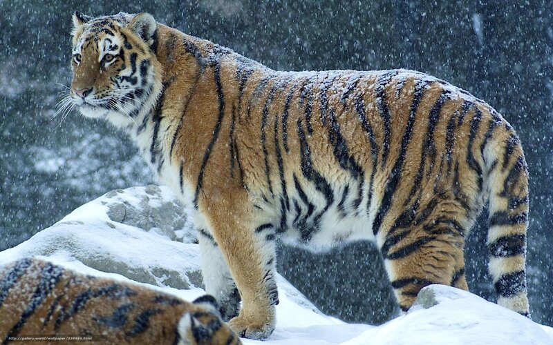 Tiger in Snow — Orange, Cold, Winter, Photograph, Rocks