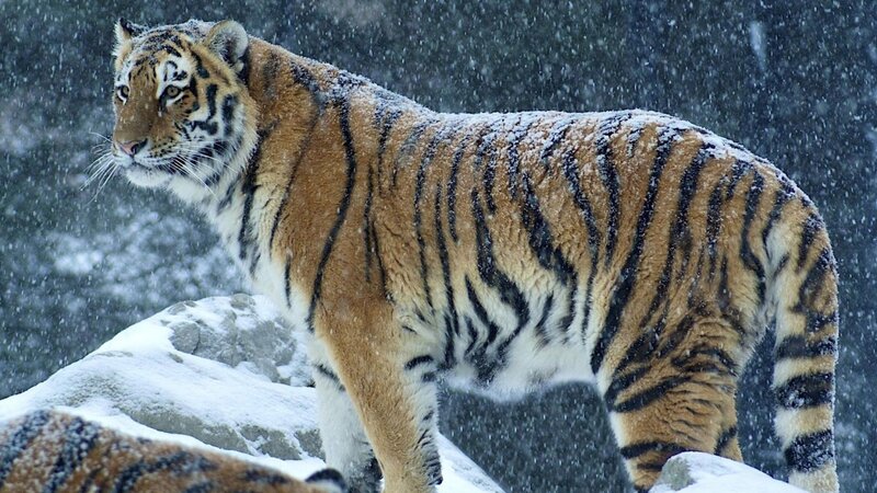 Tiger in Snow — Orange, Cold, Winter, Photograph