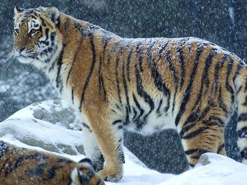 Tiger in Snow — Orange, Cold, Winter