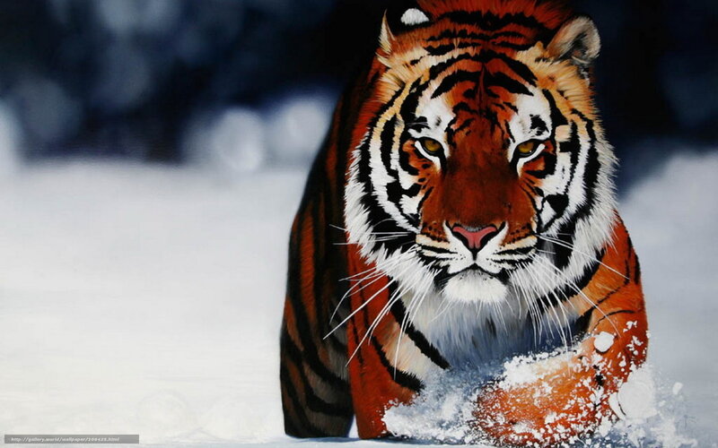 Tiger in Snow — Orange, Dramatic, Winter, Digital Art