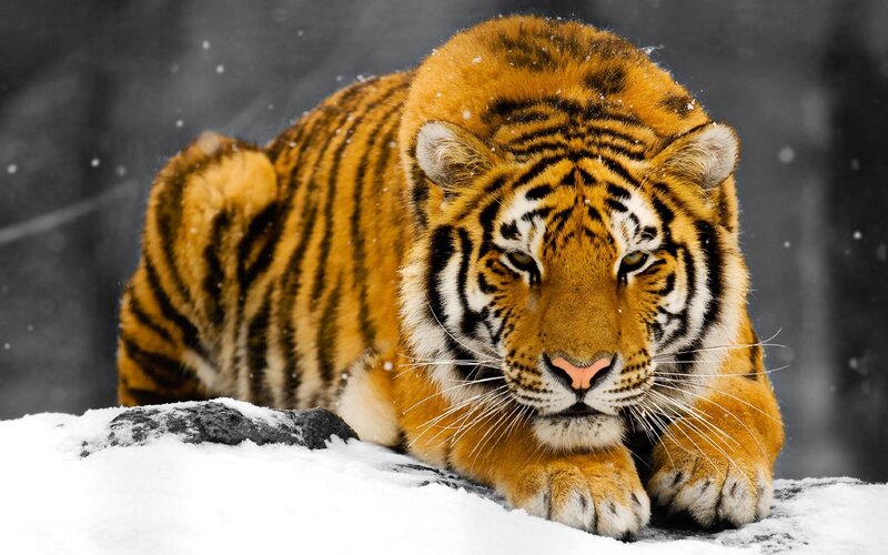 Tiger in Snow — Orange, Dramatic, Winter, Photograph, Rock, Black, White