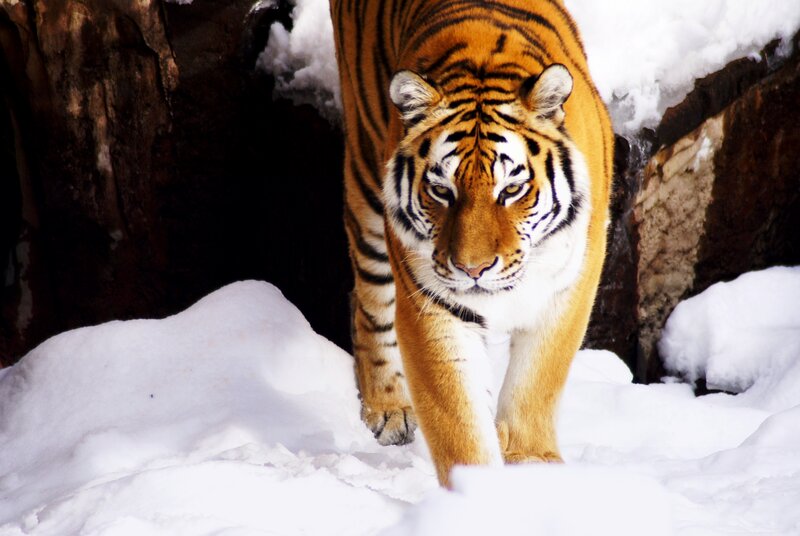 Tiger in Snow — Orange, Dramatic, Winter, Photograph, Rock
