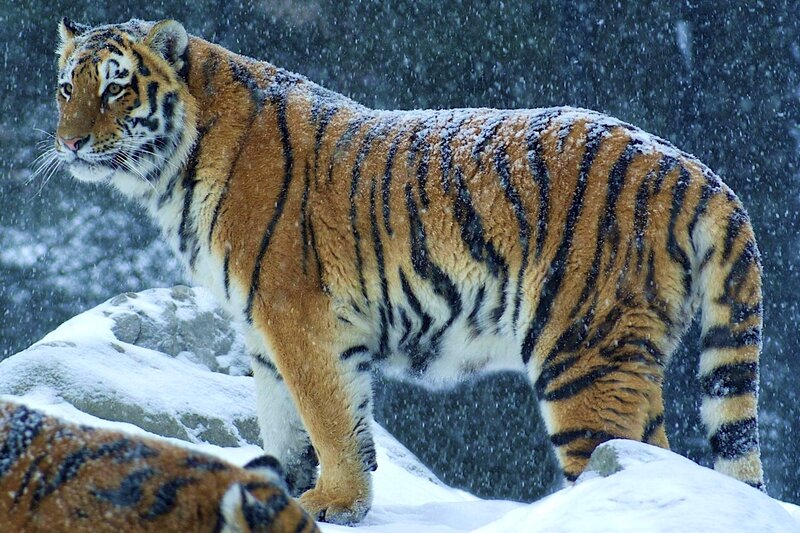 Tiger in Snow — Orange, Dramatic, Winter, Photograph, Rocks