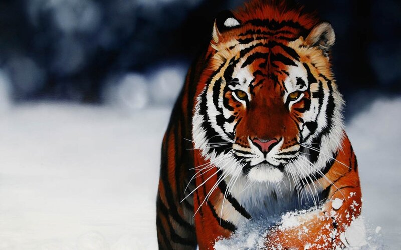 Tiger in Snow — Orange, Intense