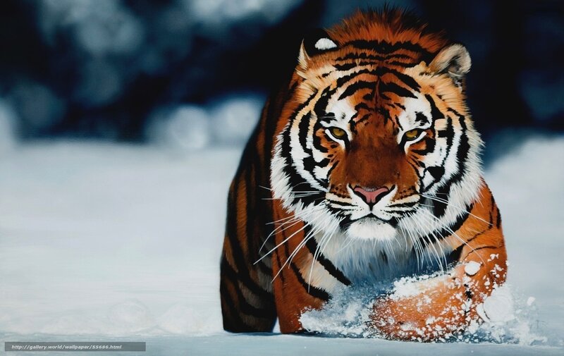 Tiger in Snow — Orange, Intense, Winter, Photograph, Forest