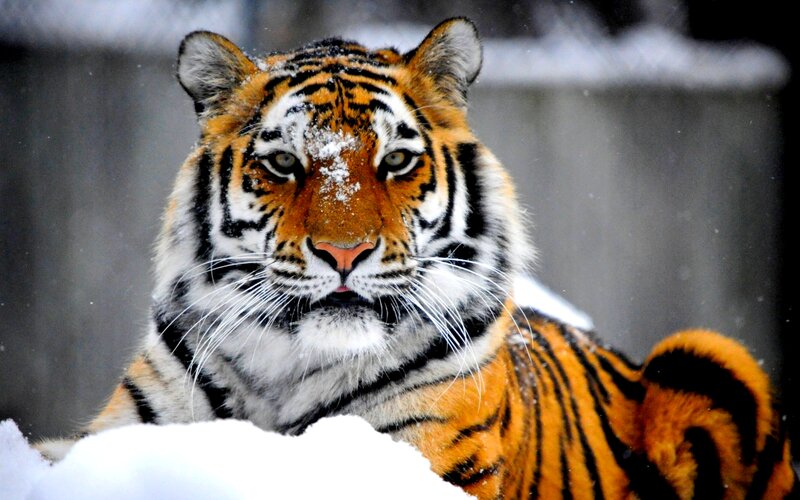 Tiger in Snow — Orange, Intense, Winter, Photograph, Frost