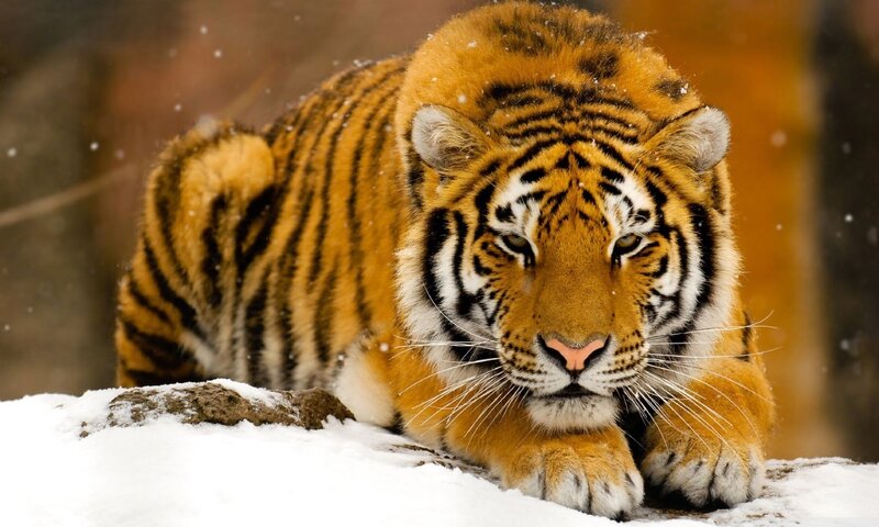 Tiger in Snow — Orange, Intense, Winter, Photograph, Rock