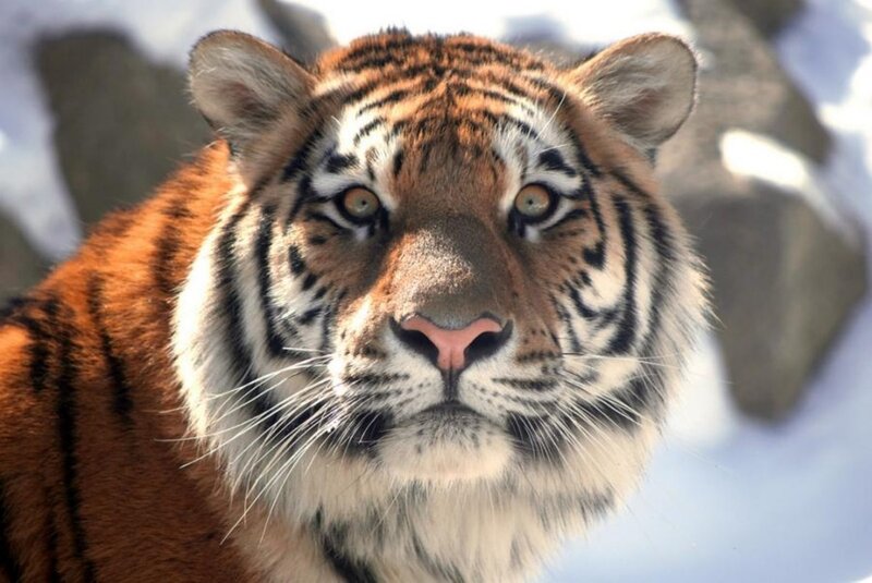 Tiger in Snow — Orange, Intense, Winter, Photograph, Rocks