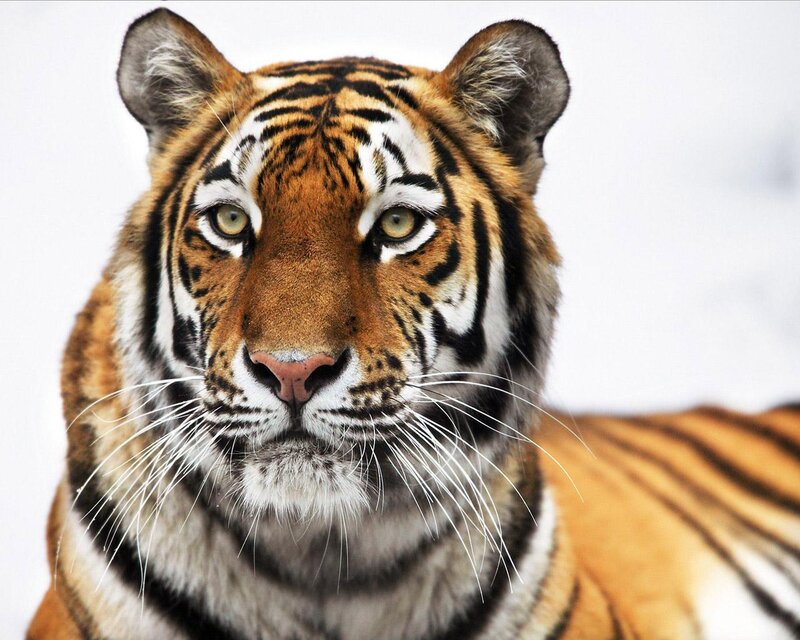 Tiger in Snow — Orange, Intense, Winter, Photograph