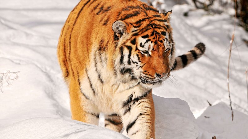 Tiger in Snow — Orange, Intense, Winter, Photograph, Trees, Ground
