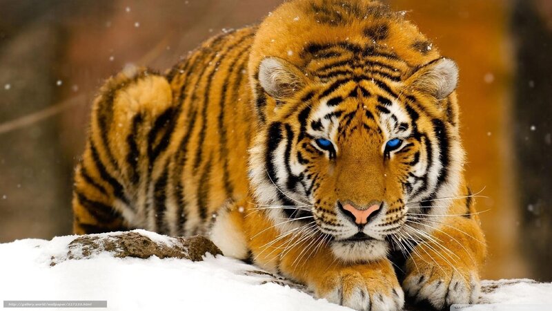 Tiger in Snow — Orange, Intense, Winter, Photograph, Trees, Rock