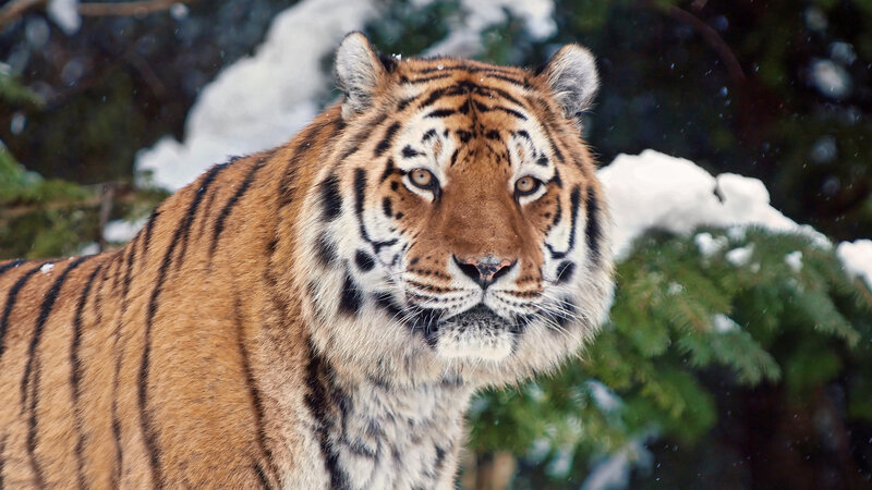 Tiger in Snow — Orange, Intense, Winter, Photograph, Trees