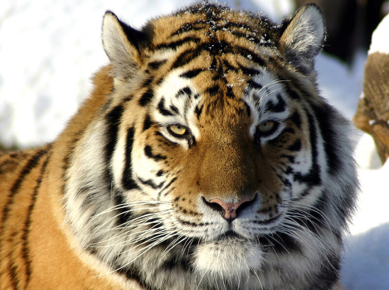 Tiger in Snow — Orange, Intense, Winter