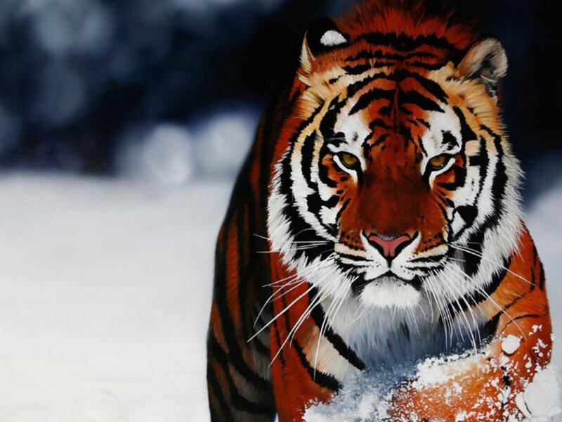 Tiger in Snow — Orange