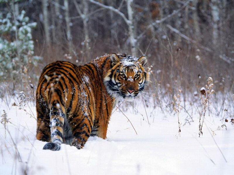 Tiger in Snow — Orange, Wild