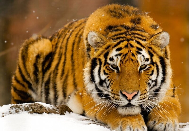 Tiger in Snow — Photograph, Black