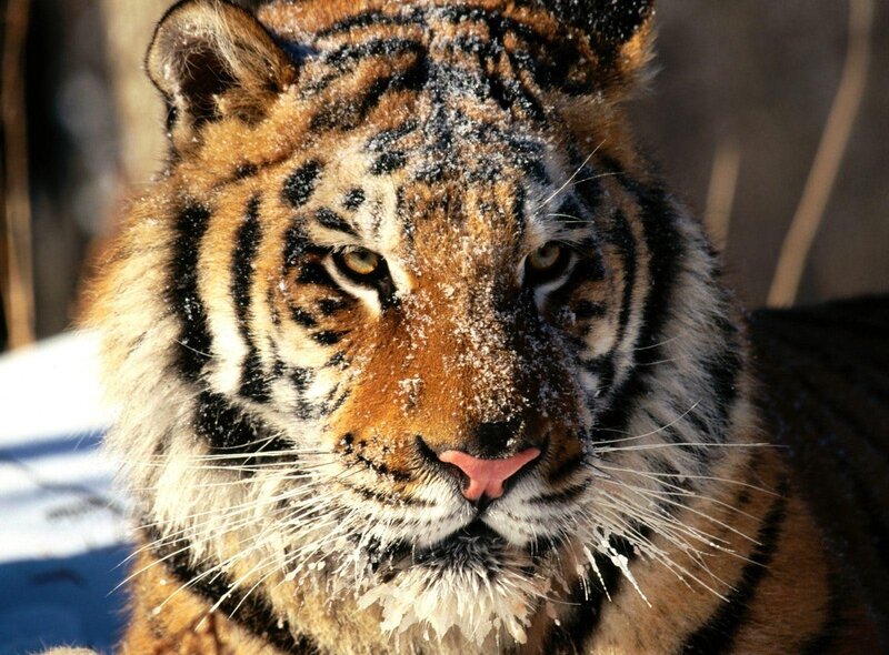Tiger in Snow — Photograph, Whiskers