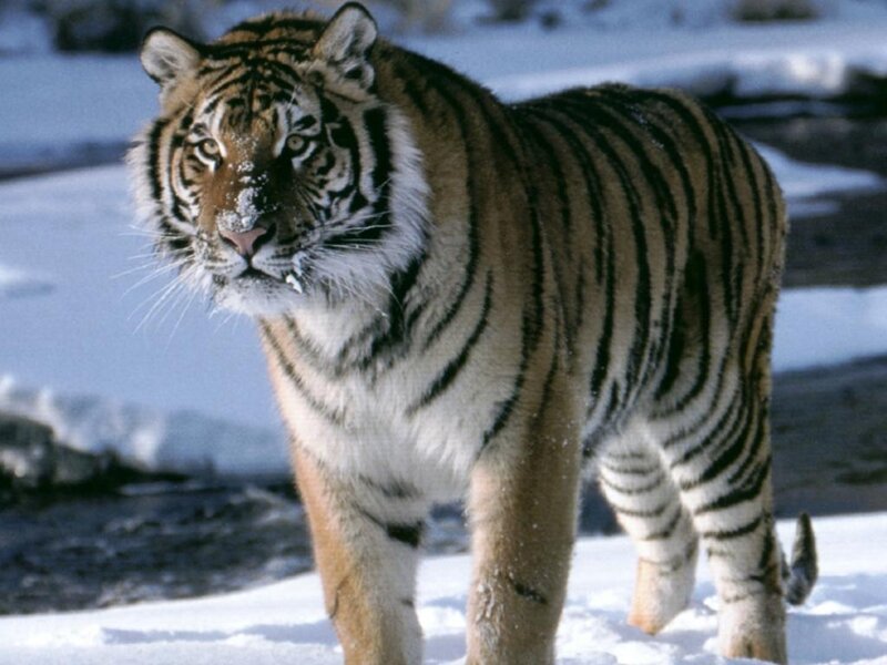Tiger in Snow — White, Alert