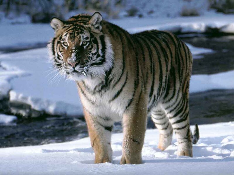 Tiger in Snow — White, Alert, Winter, Photograph, River