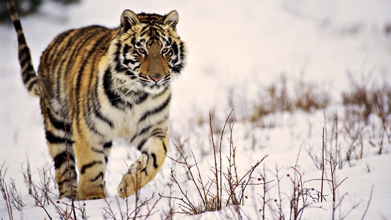 Tiger in Snow — White, Alert, Winter, Photograph