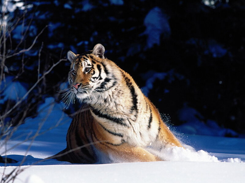 Tiger in Snow — White, Alert, Winter